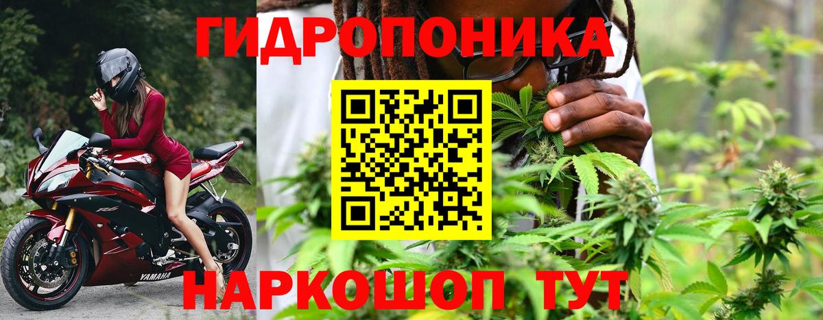 МАРИХУАНА сатива Удомля